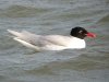 Mediterranean Gull at Westcliff Seafront (Steve Arlow) (80146 bytes)